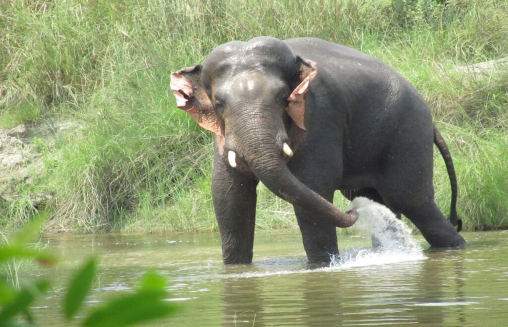 Elephant in Bardia National Park