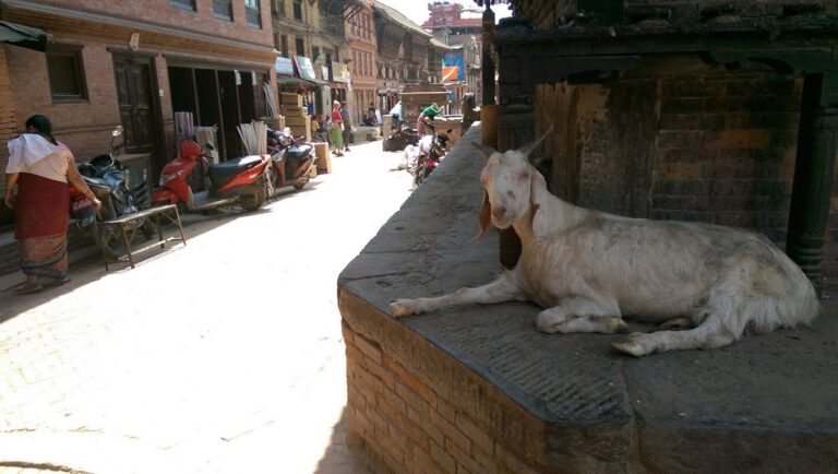 A goat relaxing in Bhaktapur (cr. Paul Cowey)