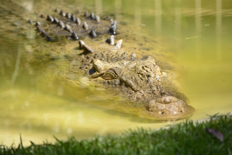 Crocodile in Nepal
