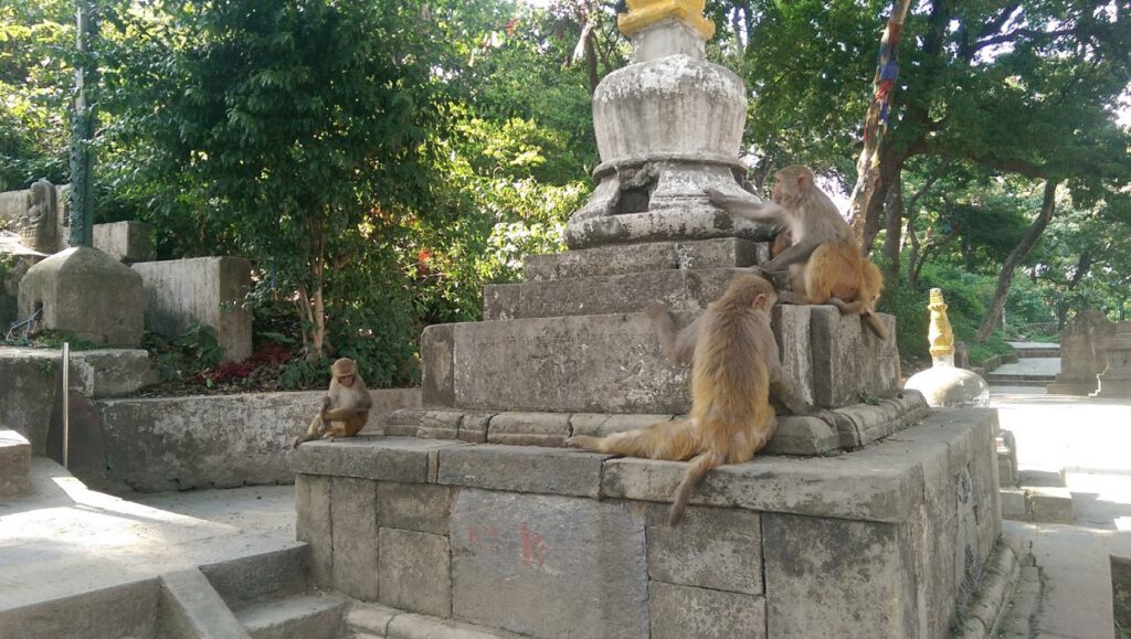 Monkeys at Swayambhunath