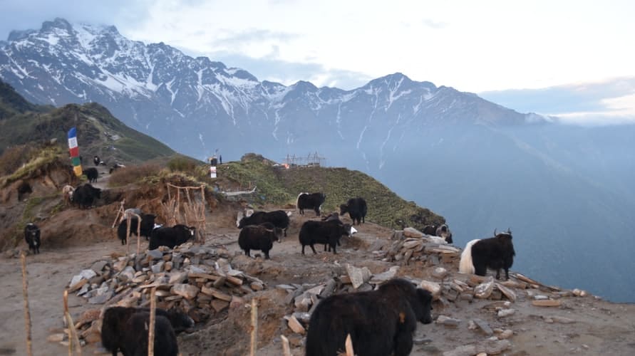 Cows at Mardi Himal high camp