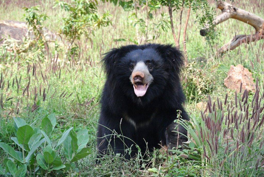 Nepali Sloth Bear