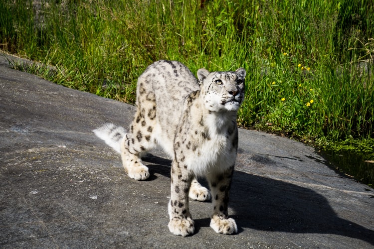 Nepali snow leopard