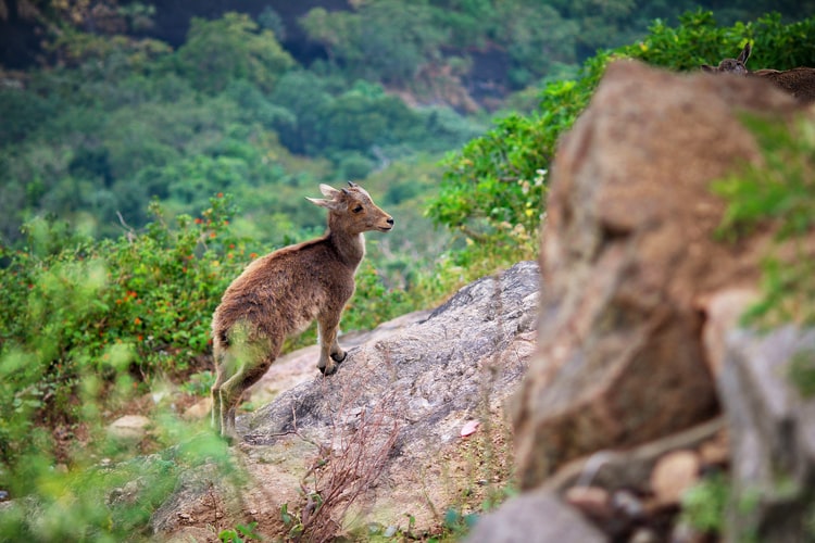 Himalayan Tahr