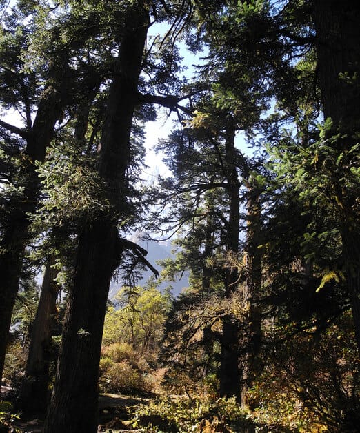 Tsum Valley forest trail