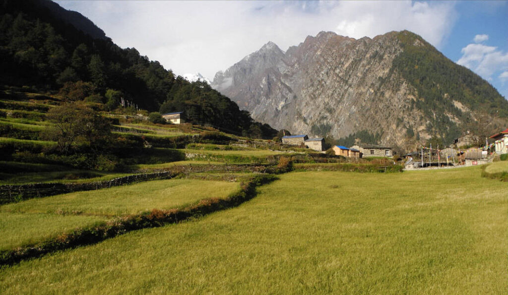 Green fields and terraces in Manaslu Tsum Valley