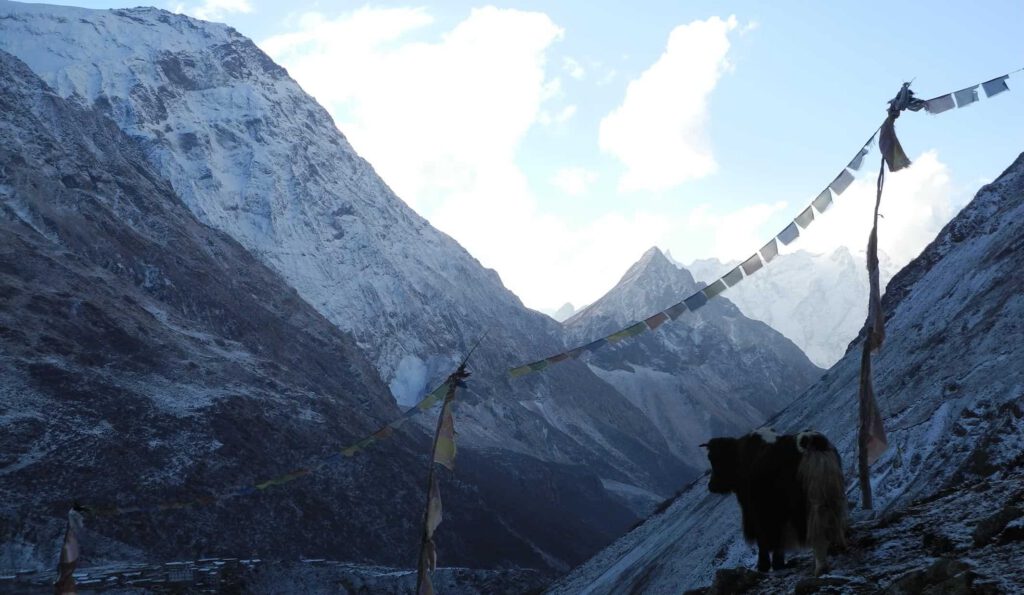 A lone yak near to Mount Manaslu