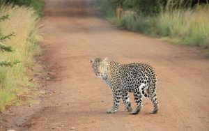 Wildlife Safari in Chitwan: What to Expect