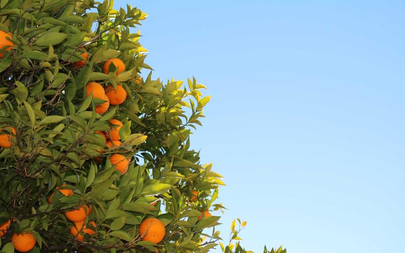 Toyota Land Cruiser 200