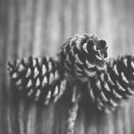 Himalayan Yoga & Meditation Retreat